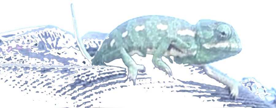 A chameleon &ndash; ZiKiT means chameleon in Hebrew